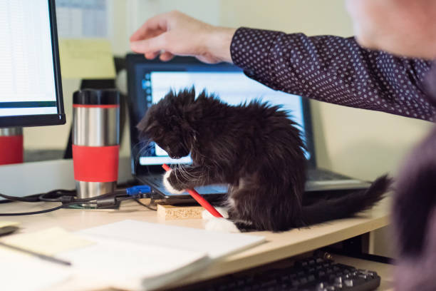 istock Adorable 3 months kitten playing with pencil on desk home office. 1287491798