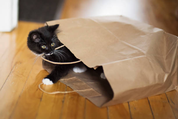 istock Adorable 3 months kitten playing with paper bag. 1287491843