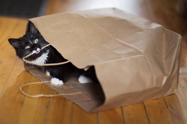 istock Adorable 3 months kitten playing with paper bag. 1287491846