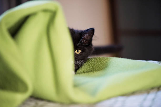 Adorable 3 months kitten hiding behind a green blanket. It is a tuxedo cat with a little moustache on it’s upper lips. Horizontal full length indoors shot with copy space.