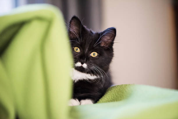 Adorable 3 months kitten hiding behind a green blanket. It is a tuxedo cat with a little moustache on it’s upper lips. Horizontal full length indoors shot with copy space.
