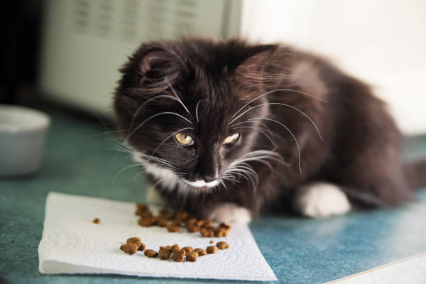 istock Adorable 3 months kitten eating kitten food. 1287492655