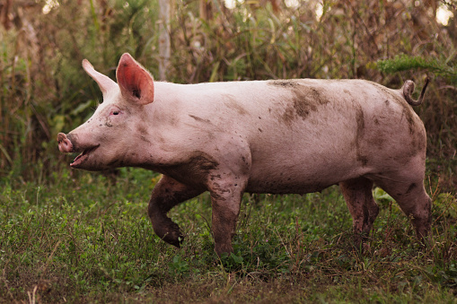 The dirty domestic pig is outdoors on grass, organic pig breeding agricultural concept.