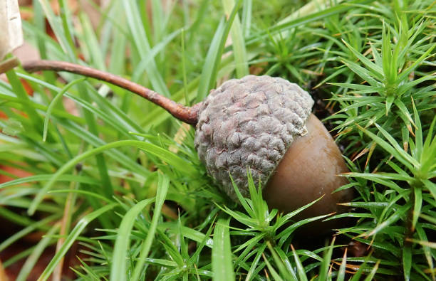 Oak fruit lies on the ground in the moss
