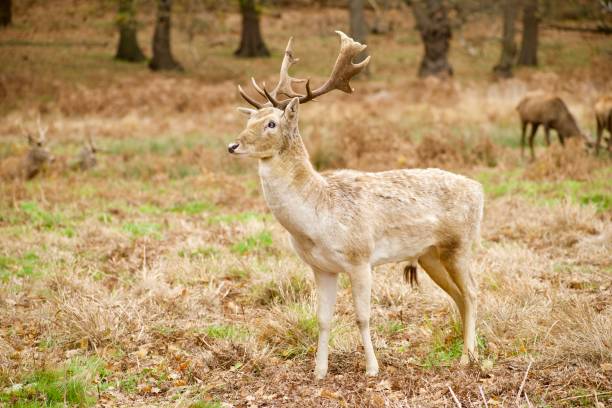 wild animals in their habitat - richmond park imagens e fotografias de stock