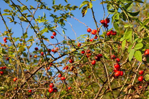 An uncultivated rose hip bush in the forest of Groenendaal near Brussels. Forest is named \
