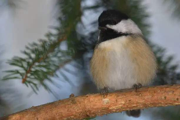 Puffed-up black-capped chickadee on spruce branch, with copy space. State bird of Maine and Massachusetts.