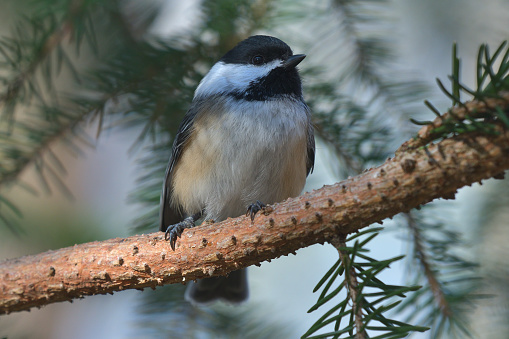 Black-capped chickadee on branch of white spruce tree, looking at camera. State bird of Maine and Massachusetts.