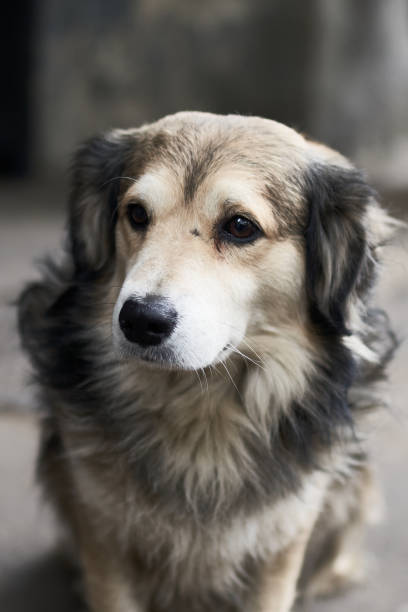 istock Portrait of the sad dog. 1287498559