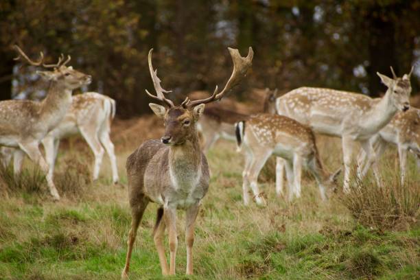 istock Wild animals in their habitat 1287498634