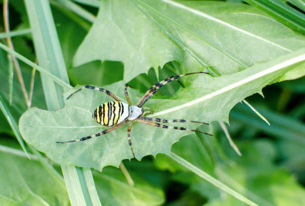 istock large striped spider, insect on a green leaf, summer close-up 1287499605