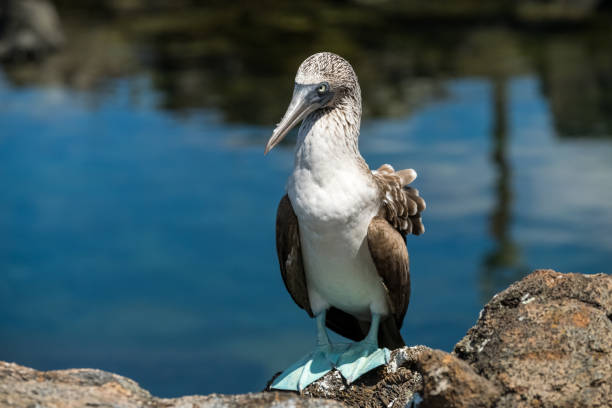 booby dai piedi blu in posa nella zona di los tuneles nell'isola di san cristobal - galapagos islands bird booby ecuador foto e immagini stock