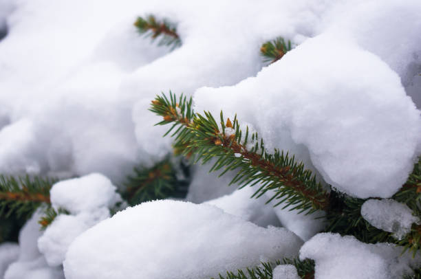 istock Green fluffy fir tree branch in the snow 1287499879