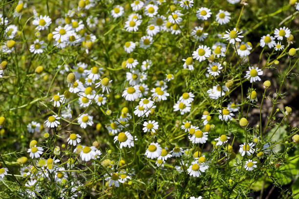 flores da camomila alemã, matricaria camomila, baviera, alemanha, europa - german chamomile chamomile plant smelling flower - fotografias e filmes do acervo