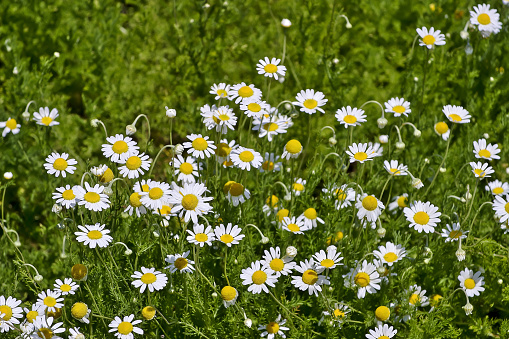 The Roman chamomile is a plant species of the asteraceae. It is used as a medicinal plant similar to the real camomile. Fields of application are - again mainly in Western Europe - menstrual problems and as a carminative for digestive problems. Also for nervousness, hysteria and general weakness. External applications (infusions) are used for wound irrigation, for inflammations in the mouth area.The species occurs in Western Europe, north to Northern Ireland. Its original area of distribution includes the Azores, Morocco, Algeria, Portugal, Spain, France, Great Britain, Ireland and the Channel Islands. In Madeira, the species is a neophyte; however, it occurs as an unstable introduction in a few other European countries.In central Europe, its easternmost occurrences are in Belgium.