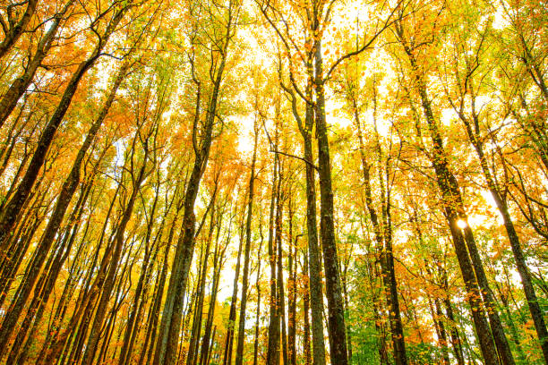 Shenandoah National Park Fall Foliage in Shenandoah, VA, United States