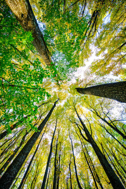 istock Shenandoah National Park Fall Foliage 1287500723