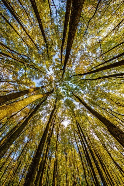 istock Shenandoah National Park Fall Foliage 1287500724