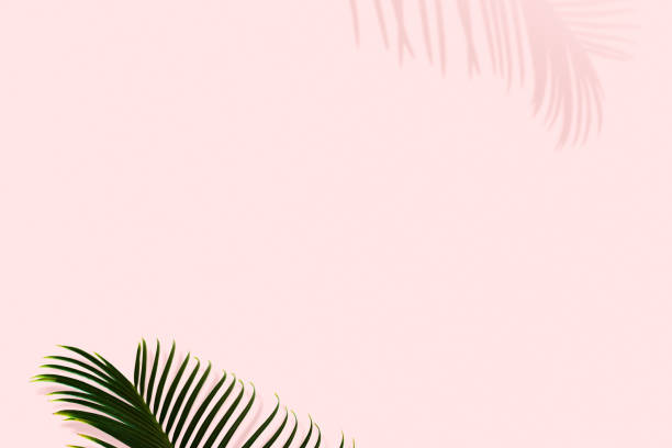 istock Green leaves of palm tree with shadow on pink pastel background 1287500996