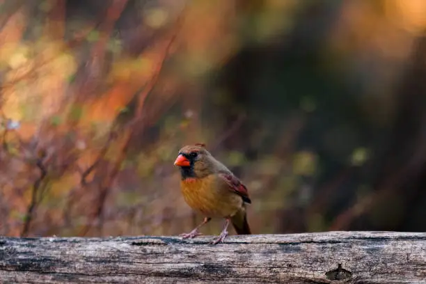 A zebra-finch red is seen isolated in New York, NY, United States