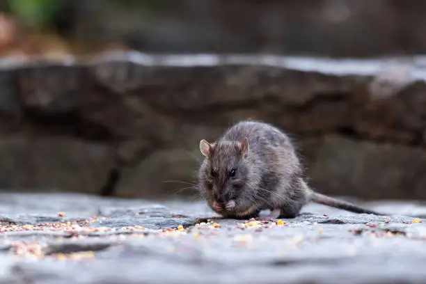 A rodent is seen eating seeds in New York, NY, United States