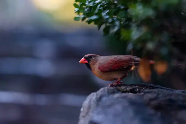 A zebra finch red isolated in New York, NY, United States