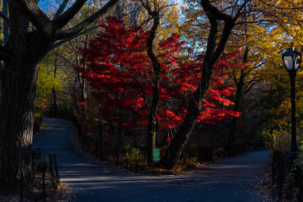 istock A red maple is seen in the Central Park 1287501133