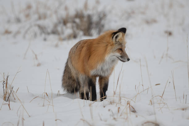 istock Red fox hunting for rodents under snow 1287501415