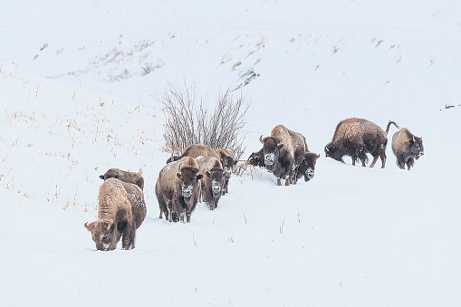 Bison walking in snow covered prairie ground