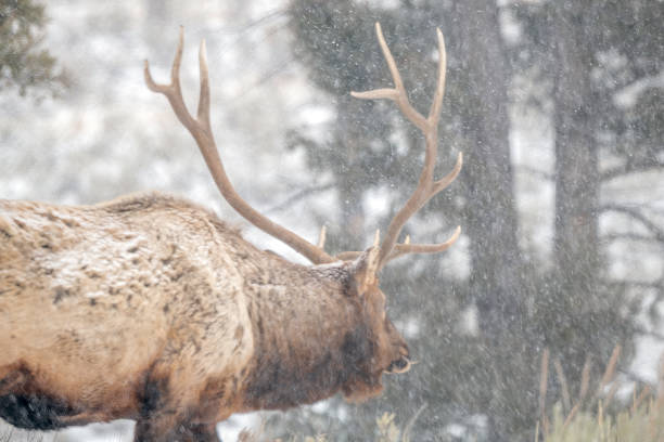 istock Bull elk grazing in snow covered forest 1287502072