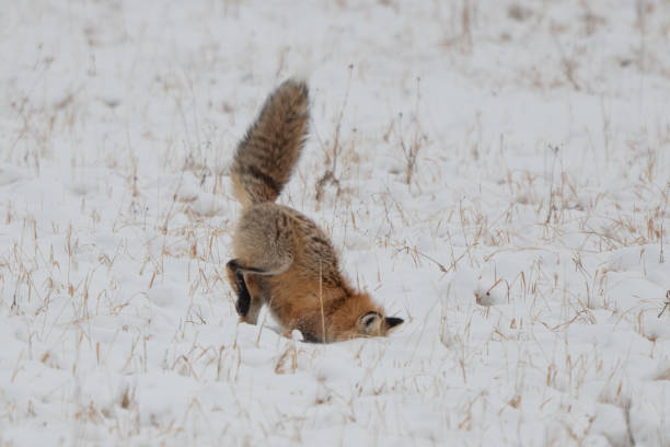 istock Jumping red fox leaping for vole or mouse then searching for it under the snow. 1287502080