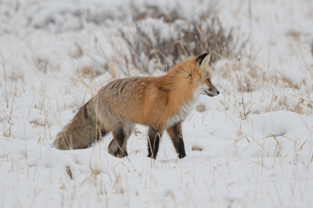 istock Red fox hunting for rodents under snow 1287502091