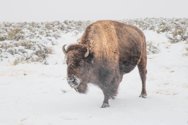 istock Bison grazing in snow covered ground 1287502192