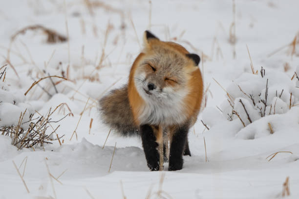istock Red fox eating rodents caught under snow 1287502277