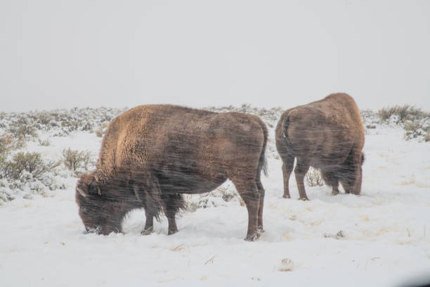 istock Bison grazing in snow covered ground 1287502363