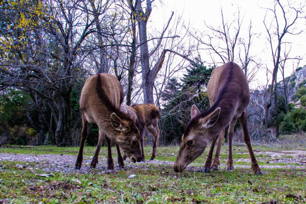 istock Deer grazes freely in Parnitha 1287502364