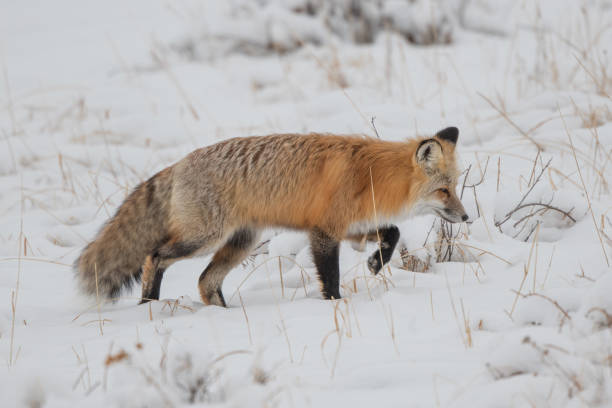 istock Red fox hunting for rodents under snow 1287502367