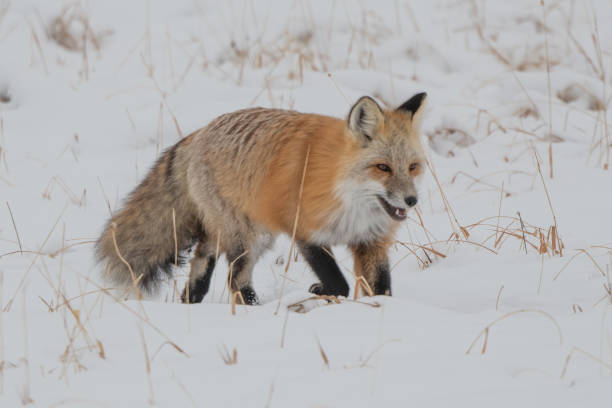 istock Red fox hunting for rodents under snow 1287502386