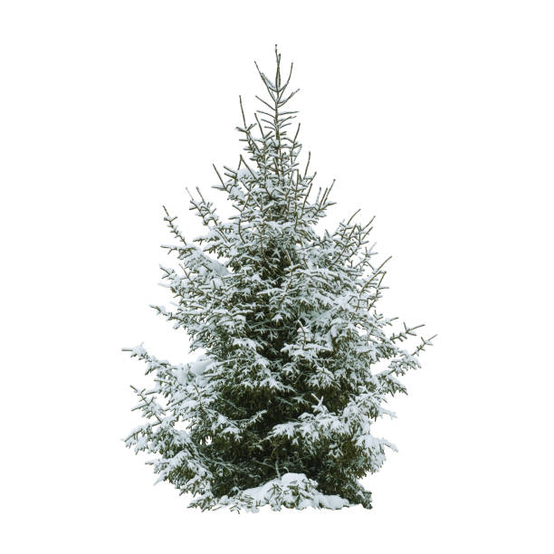 istock Christmas tree in snow isolated on white background 1287502421