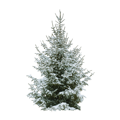 Christmas tree in snow isolated on white background