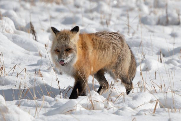 istock Red fox close up with caught vole in his mouth 1287503059