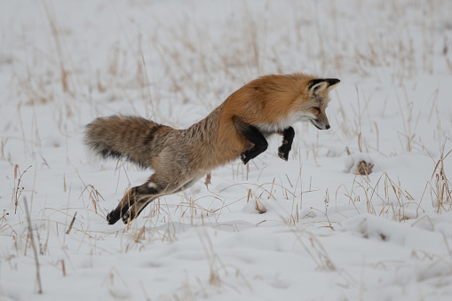 Red fox jumping for what will be a meal of vole or mouse