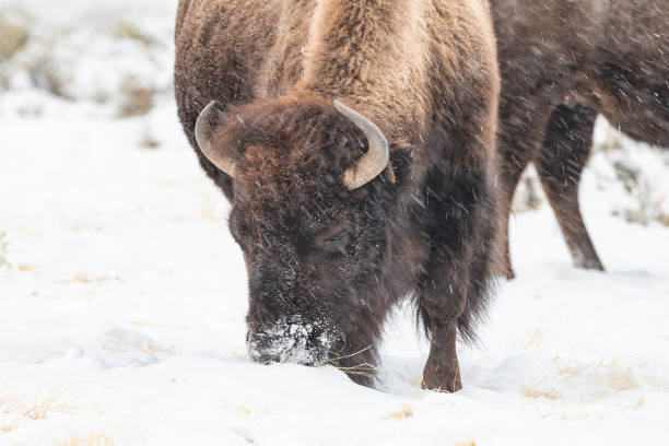 istock Bison grazing in snow covered ground 1287503225