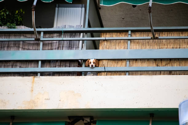 Adorable cute puppy with fluffy white fur looks outside on street out of window, lonely and sad that owner is out of home, pet is left alone with no guardian