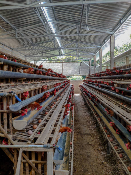 istock Farm chicken house 1287505245