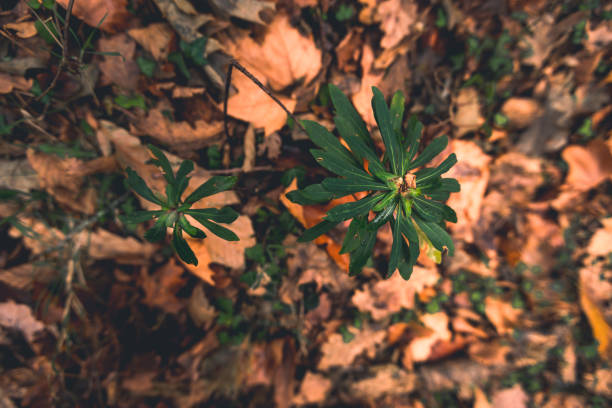 View over basque forest with autumn colors at Aiako Harriak natural park.