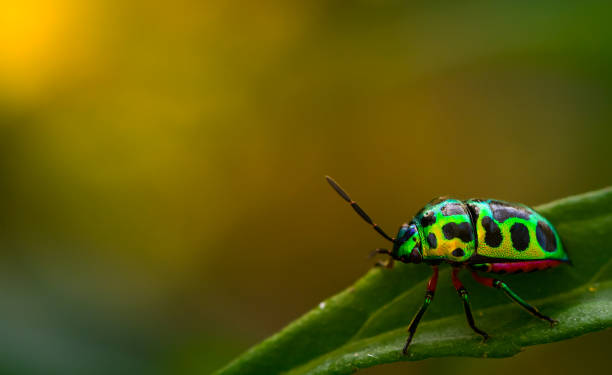 istock close up beautiful green ladybug on branch tree in nature at Thailand 1287509193