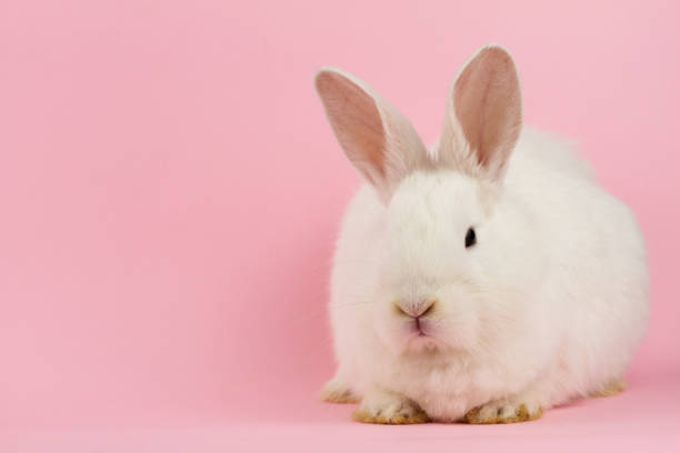 istock small white rabbit on a pastel pink background . Concept for the Easter holiday. A live hare looks at the camera in close-up 1287510403