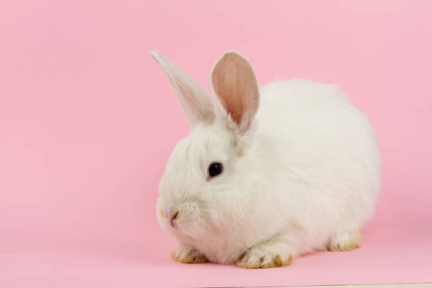 istock small white rabbit on a pastel pink background . Concept for the Easter holiday. A live hare looks at the camera in close-up 1287510407