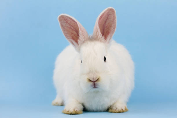 istock a small white fluffy rabbit on a blue background . Easter Bunny on a trendy blue background concept for the Easter holiday, close-up 1287510410